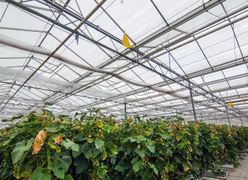 The existing agricultural complex in Kherson